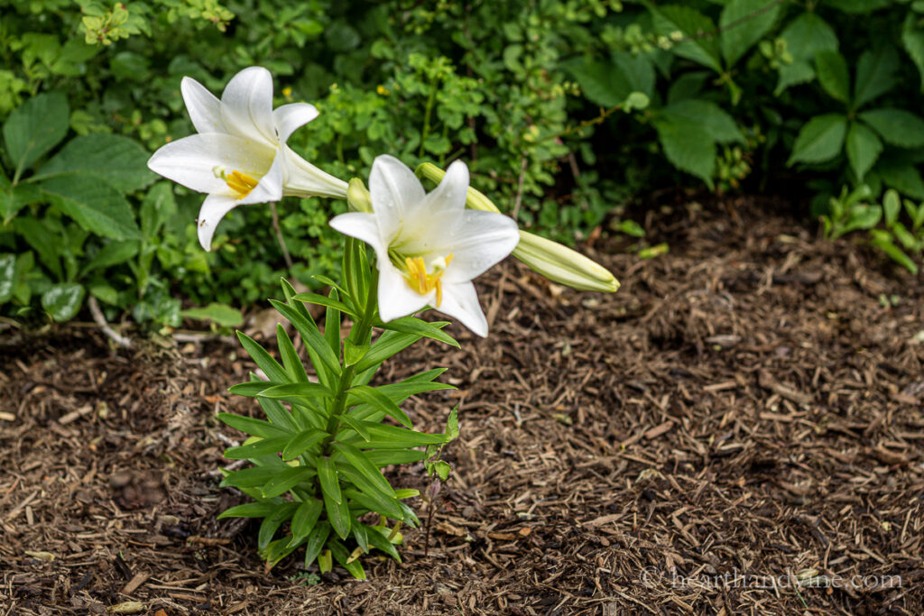 Easter lily blooming in the garden.