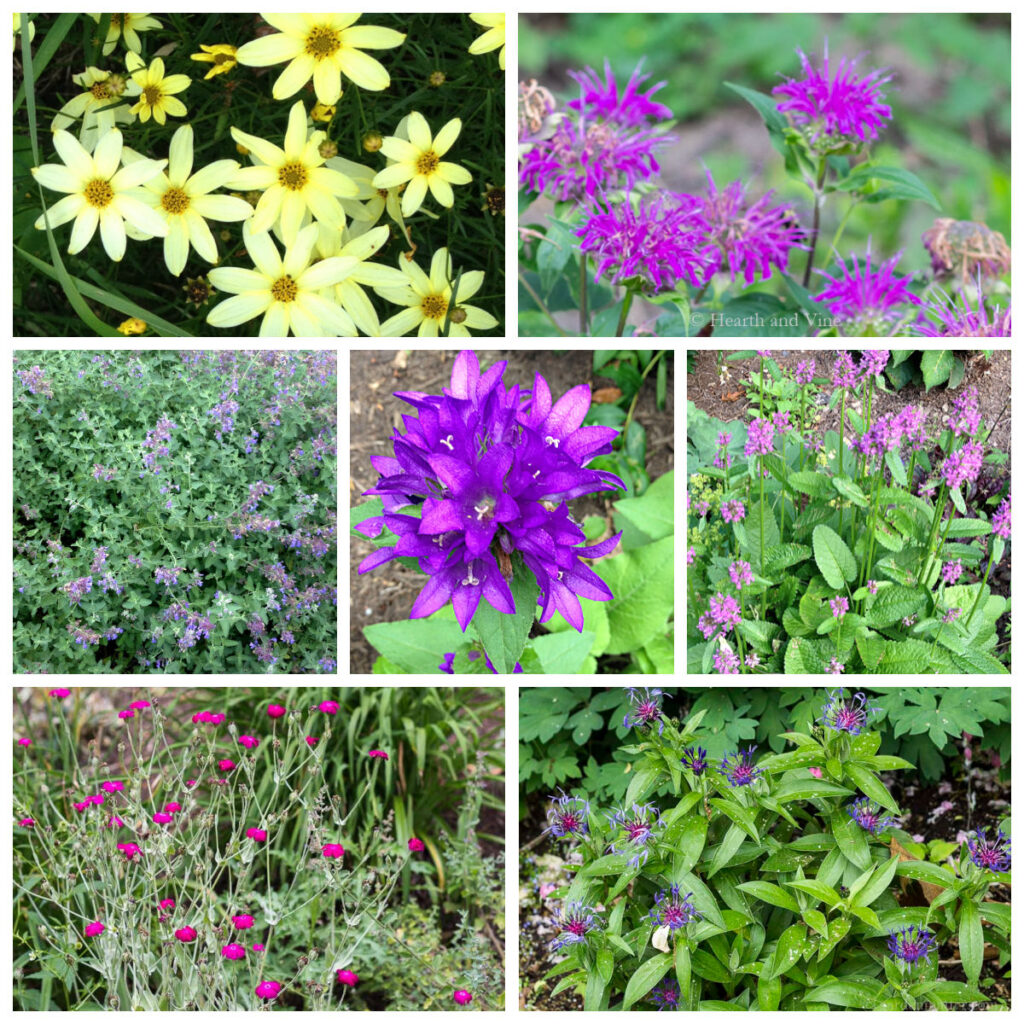 Coreopsis moonbeam, beebalm, catmint, bellflower, betony, rose campion and bachelors button collage.