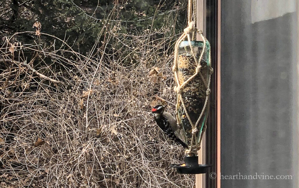 A downy woodpecker inspecting a glass bottle bird feeder.