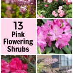 Collage of pink flowering shrubs including rhododendron, lilac, roses, camellia and