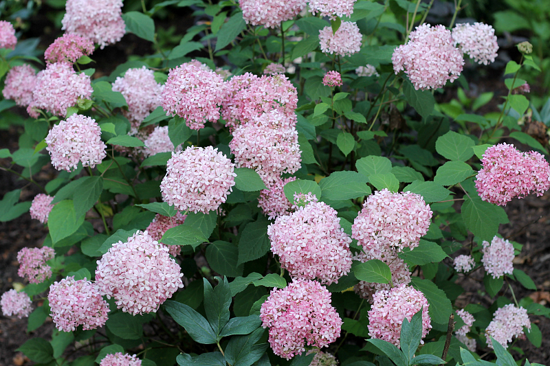 Hydrangea shrub in bloom with light pink flowers. Invincibelle Spirit is the variety.
