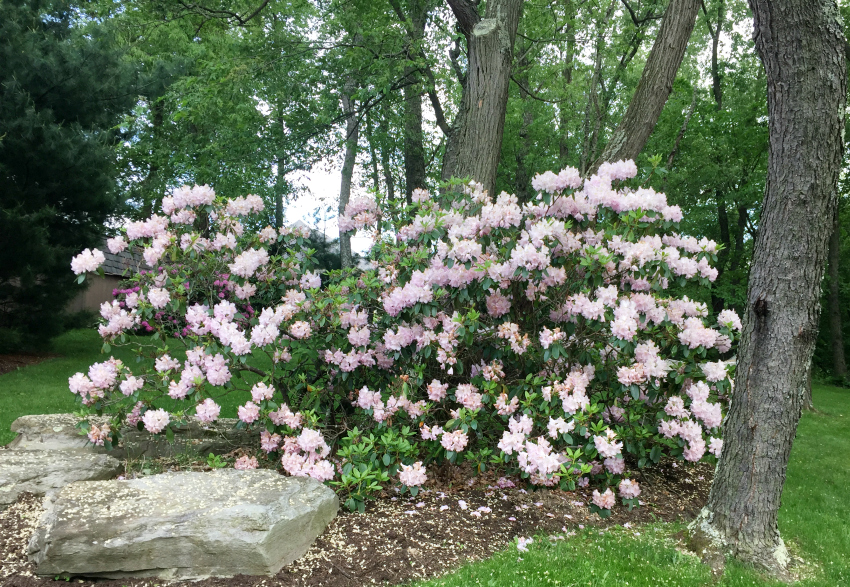 Large rhododendron bush in full bloom with light pink flowers.