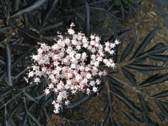 Light pink flower on a elderberry shrub named Black Lace.