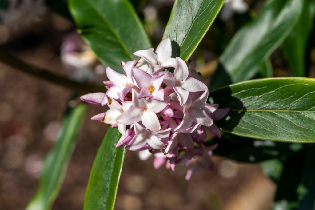 Clustered florets on a Daphne shrub.
