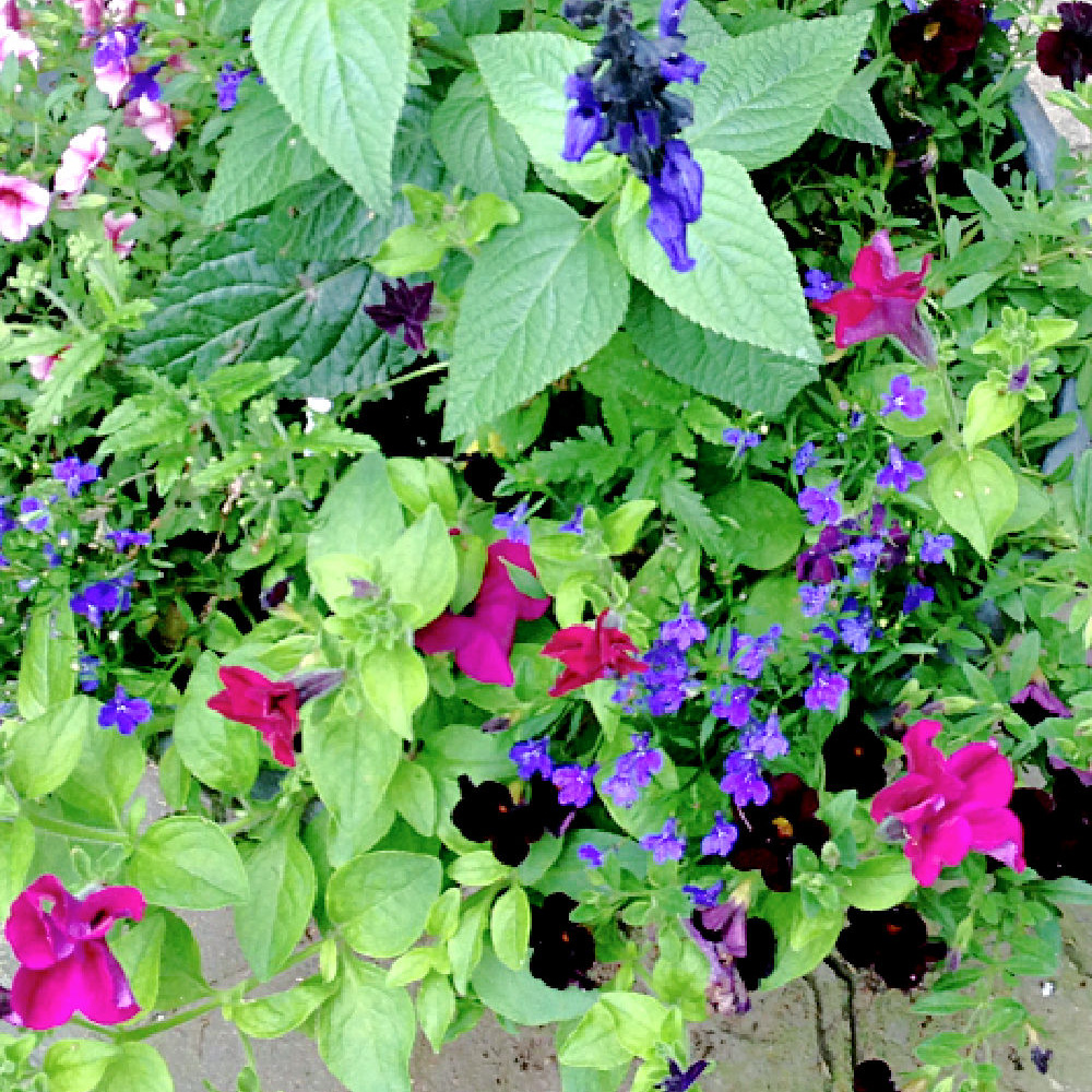 full sun annuals for containers