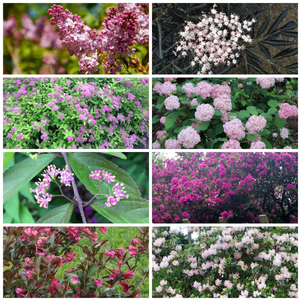 Collage of pink flowering shrubs including lilac, elderberry, spirea, hydrangea, beautyberry, weigela and rhododendren.