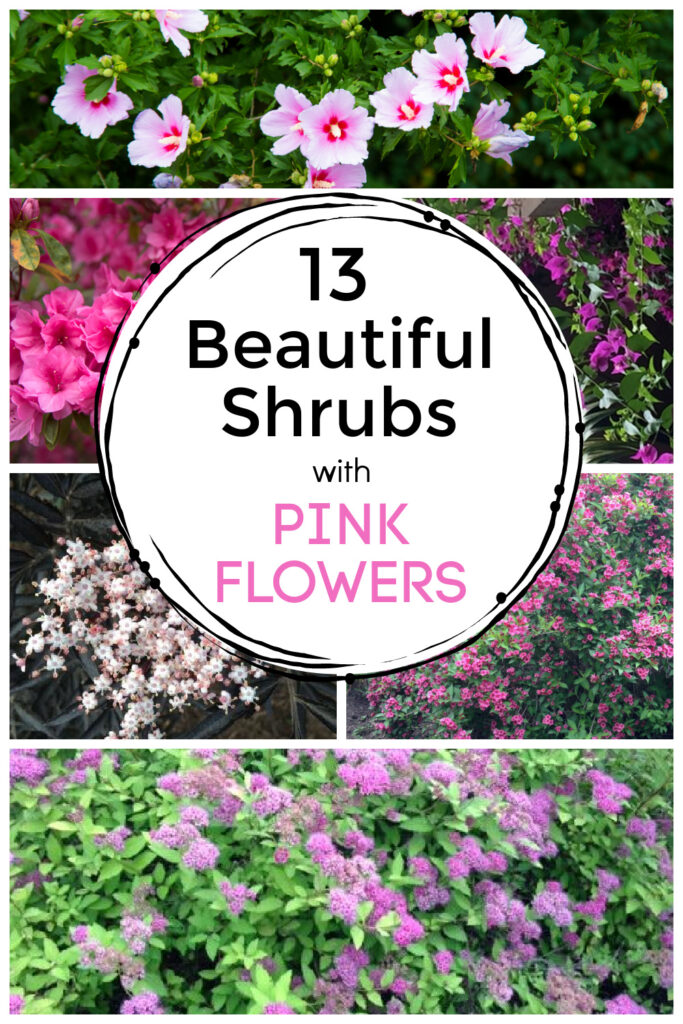 Collage of pink flowering bushes including weigela, azalea, sambucus, and rose of sharon.