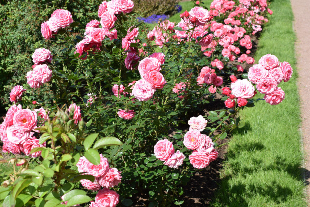 Pink knockout roses in the garden.