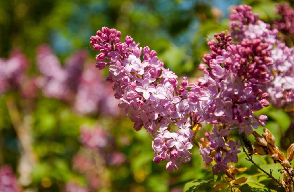 Pink lilac flowers.