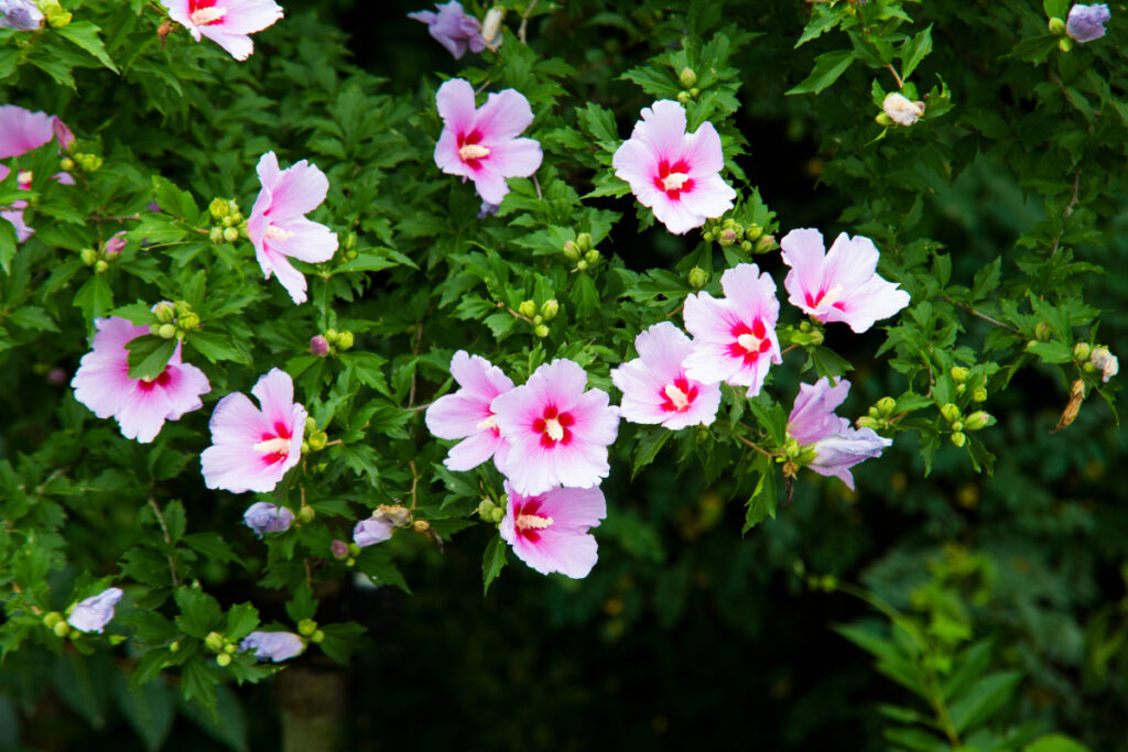 Pink Rose of Sharon bush.