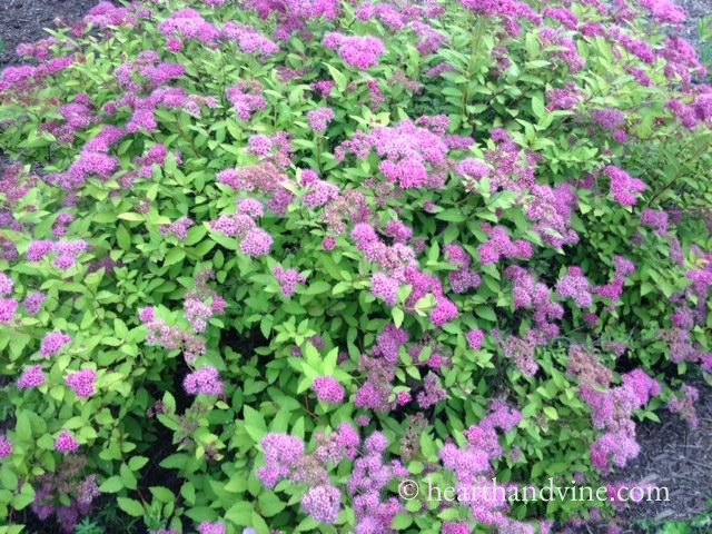 Spirea shrub with filled with pink flowers.