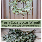 Fresh eucalyptus wreath over eucalyptus branches