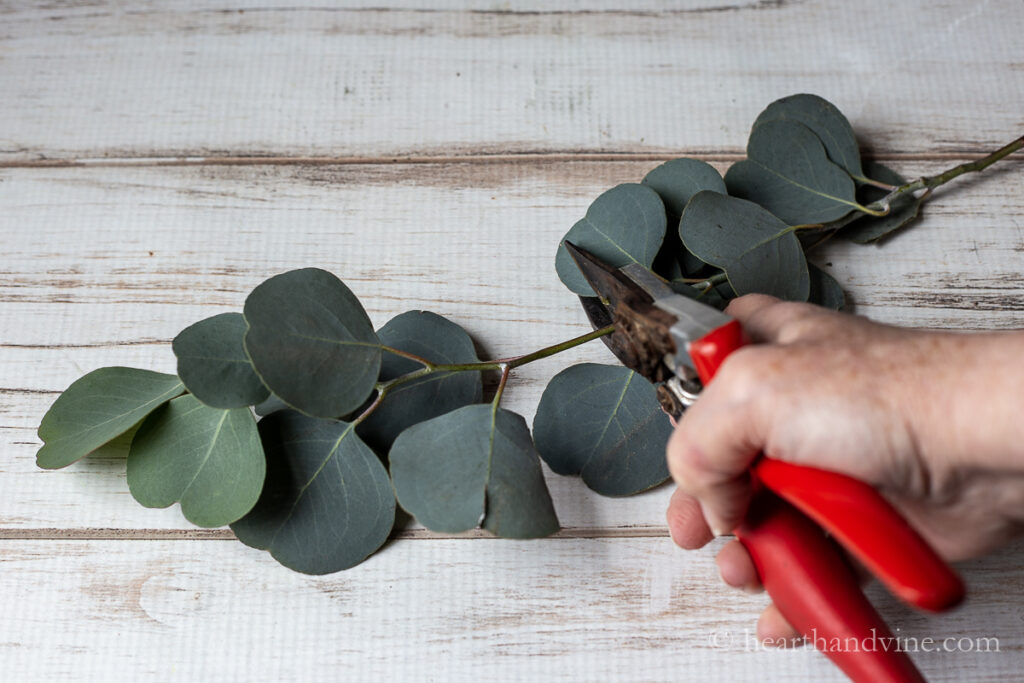 Pruners cutting a eucalyptus branch into two sections.