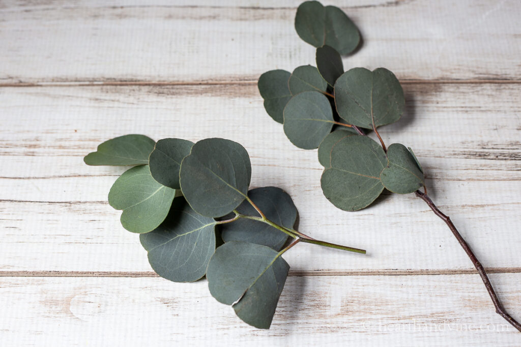 Two pieces of fresh silver dollar eucalyptus.