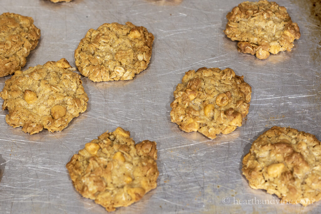 Oatmeal scotchies coming out of the oven on a baking tray.