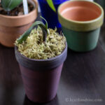 Pigment powder painted on clay pots. One has a small orchid growing with moss.