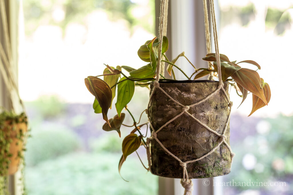 Faux age cement planter hanging with a macramé hanger in a window.