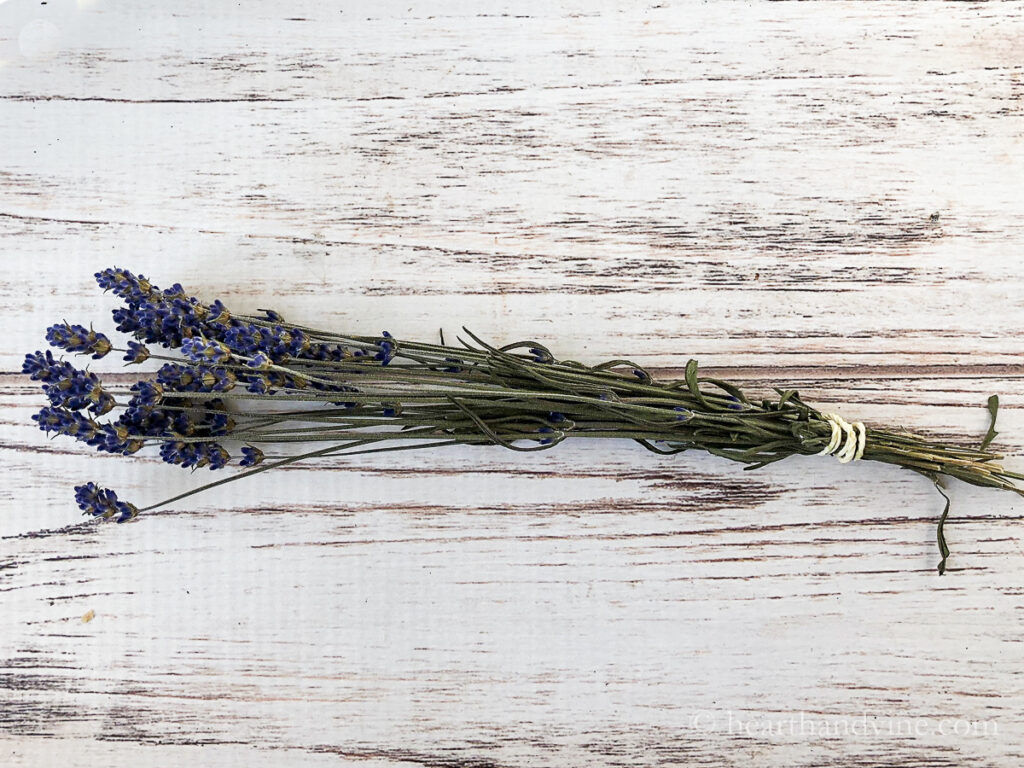 Dried bunch of lavender.