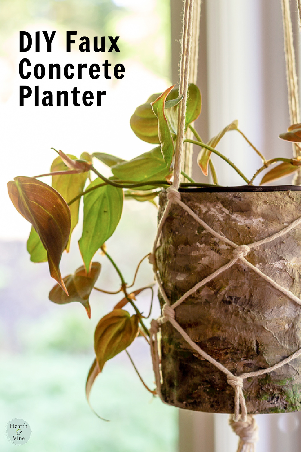Faux concrete planter with Philodendron micans inside.