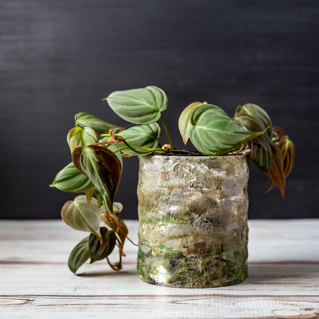 Philodendron micans in a faux concrete planter