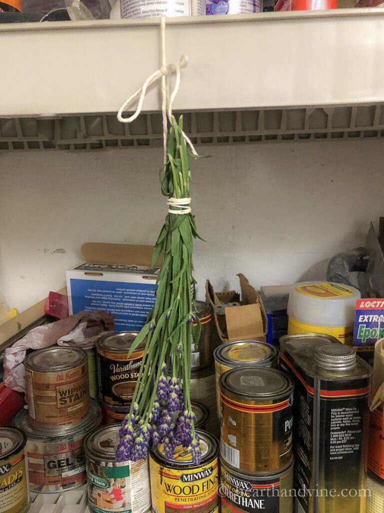 Hanging a bunch of lavender to dry.