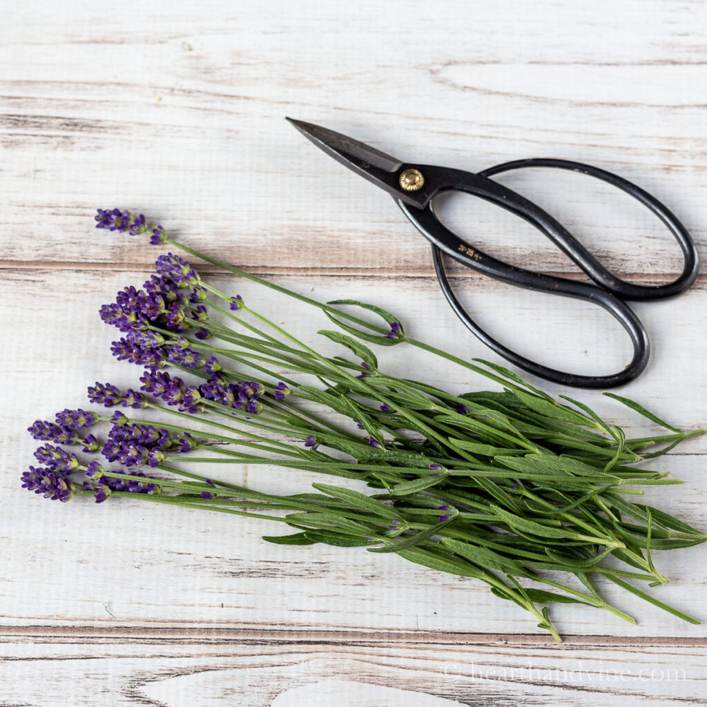 Fresh cut lavender next to a pair of floral shears.