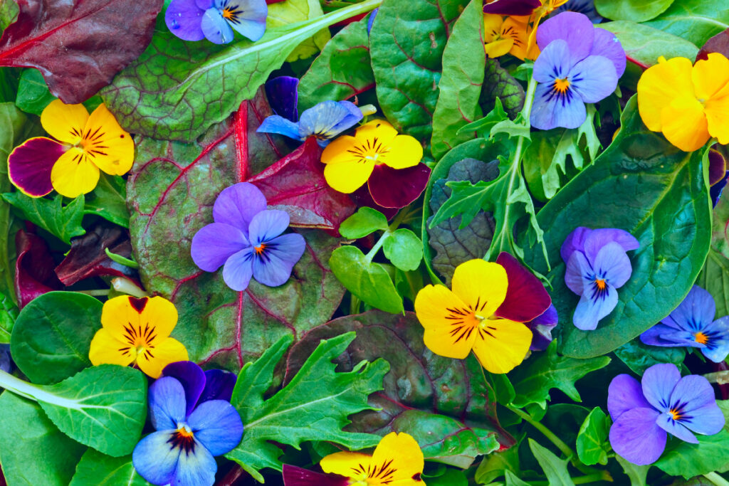 Salad greens with viola flowers.