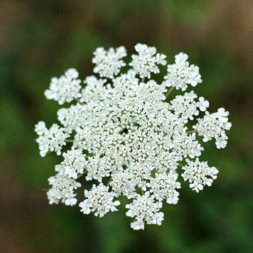 Queen Anne's Lace flower