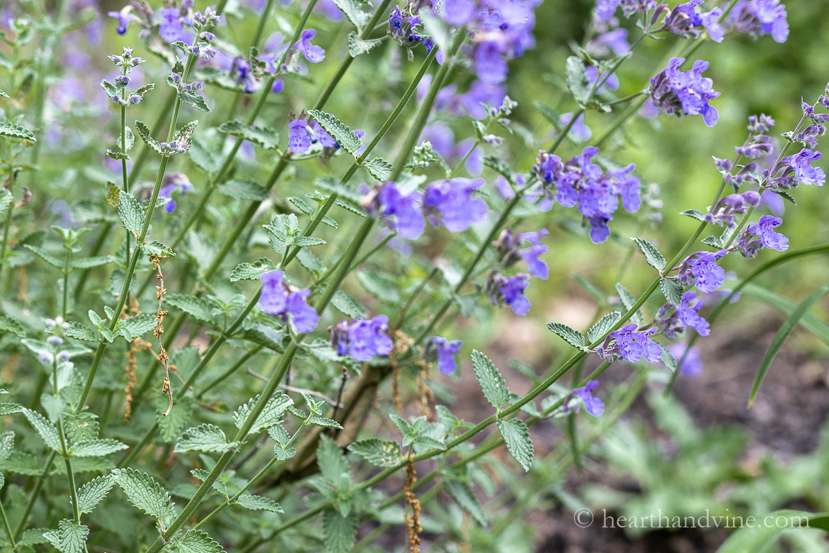 Catmint plant closeup of leaves and flowers.