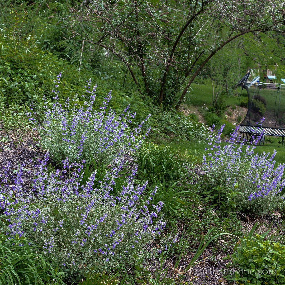 Catmint plants in the garden.