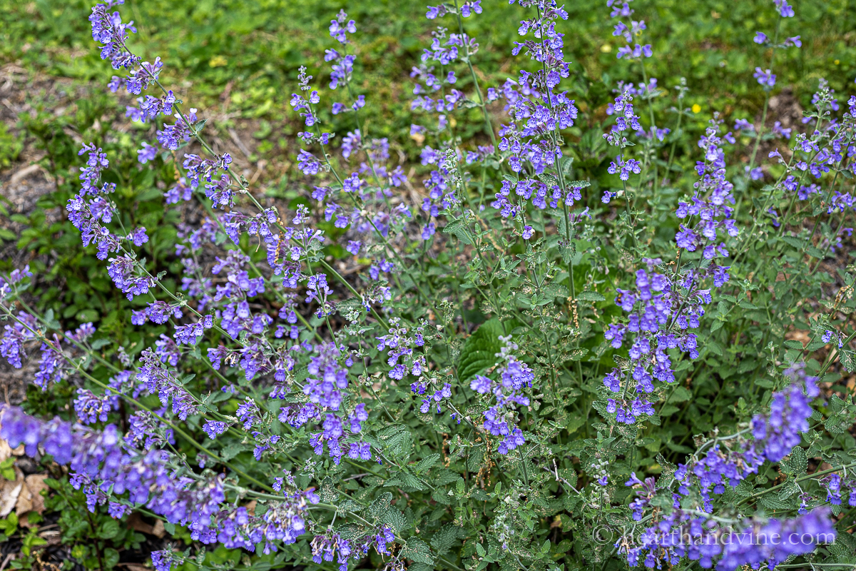 Full size catmint plant in full flower.