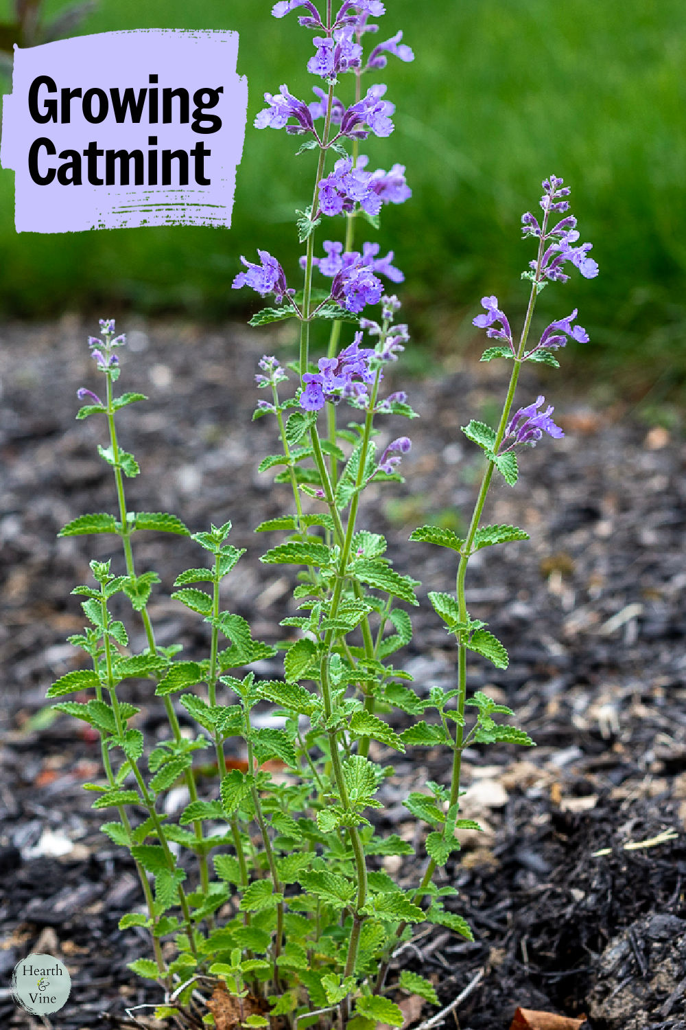 Small catmint plant in flower.