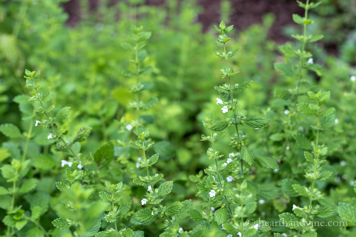 Close up of lemon balm plant flowers.