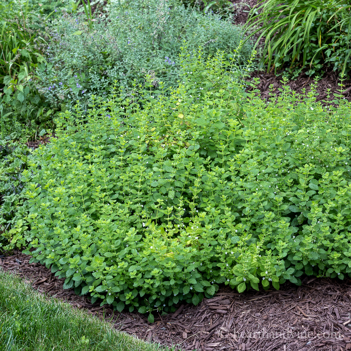 lemon balm seedlings