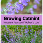 Closeup of a catmint flowering stem over the entire plant.