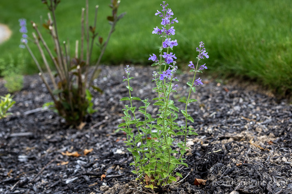 A small new catmint plant in the garden.