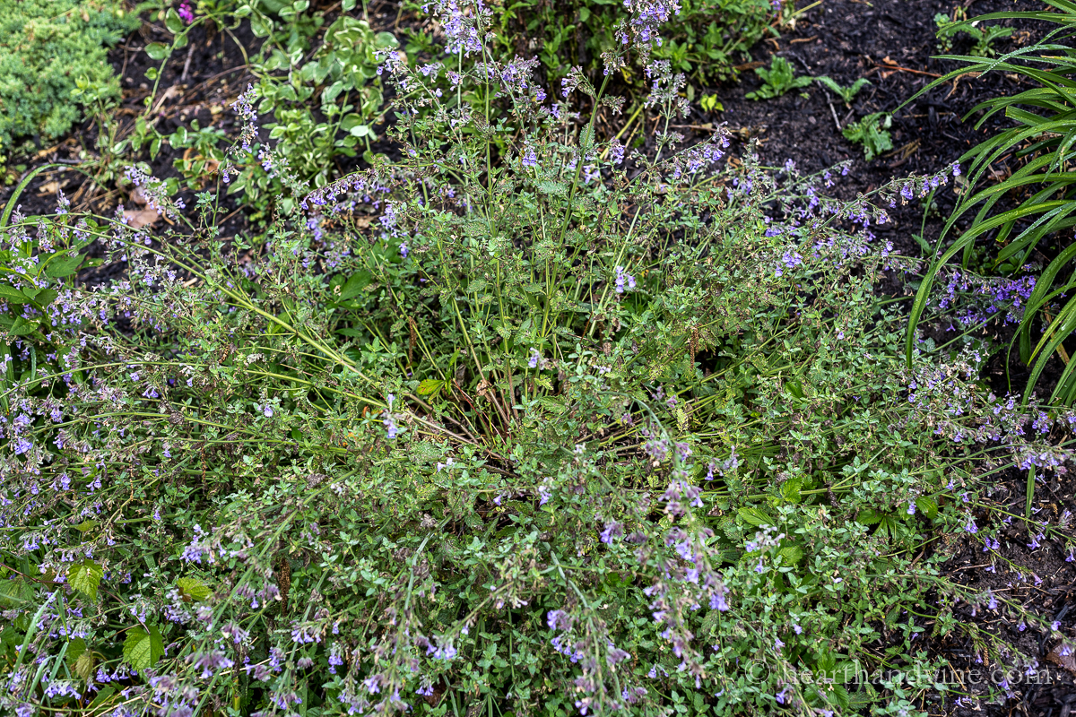 Catmint plant later in the season with branches falling outward.