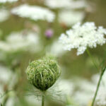Queen Anne's lace flower going to seed.