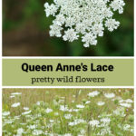 Single Queen Anne's Lace flower over a field of flowers