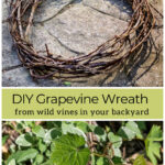 Grapevine wreath over fresh grape vines.