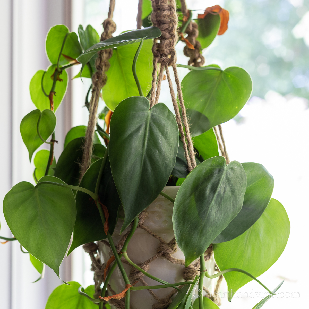 Heart Leaf Philodendron Varieties