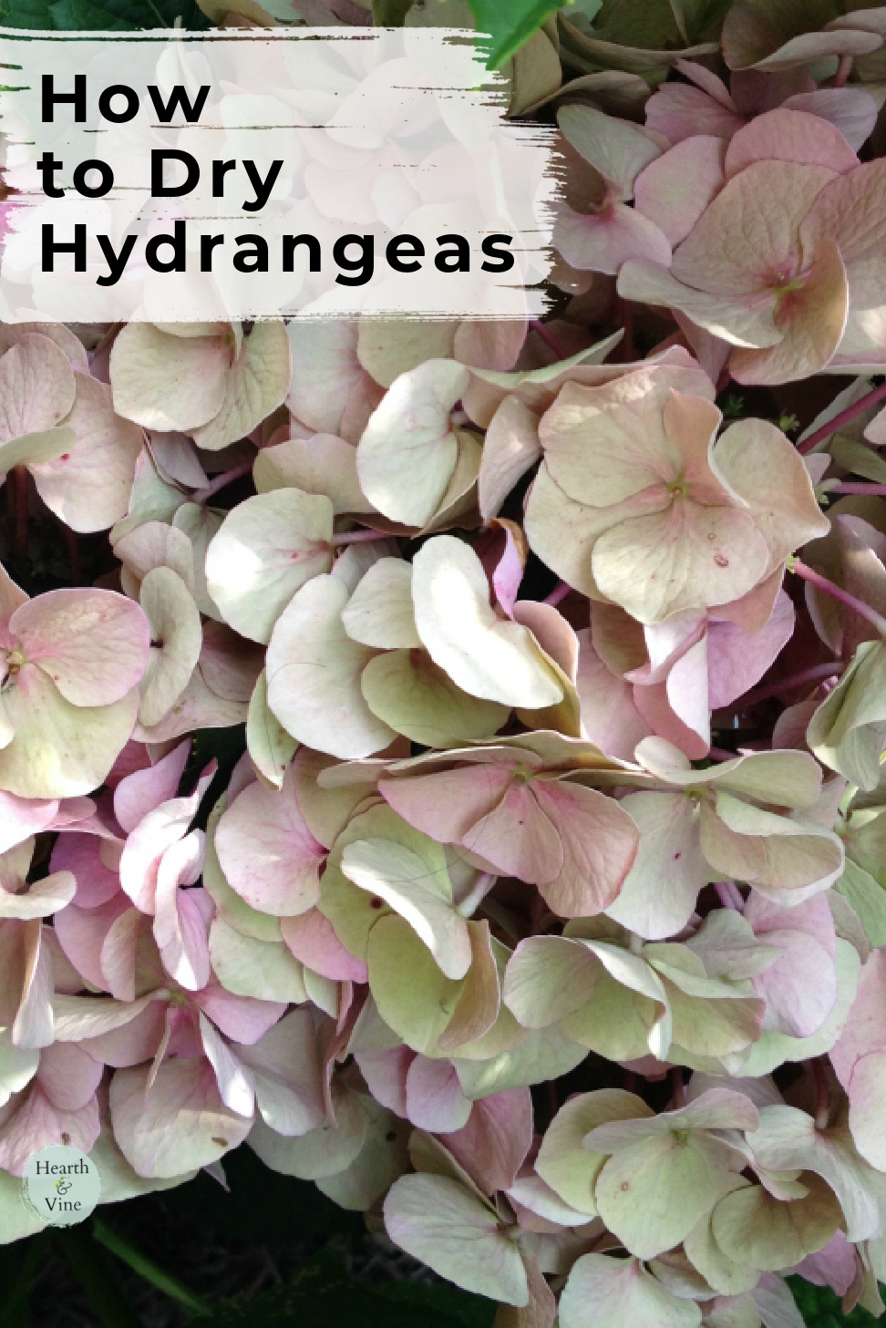 How To Dry Hydrangea Flowers