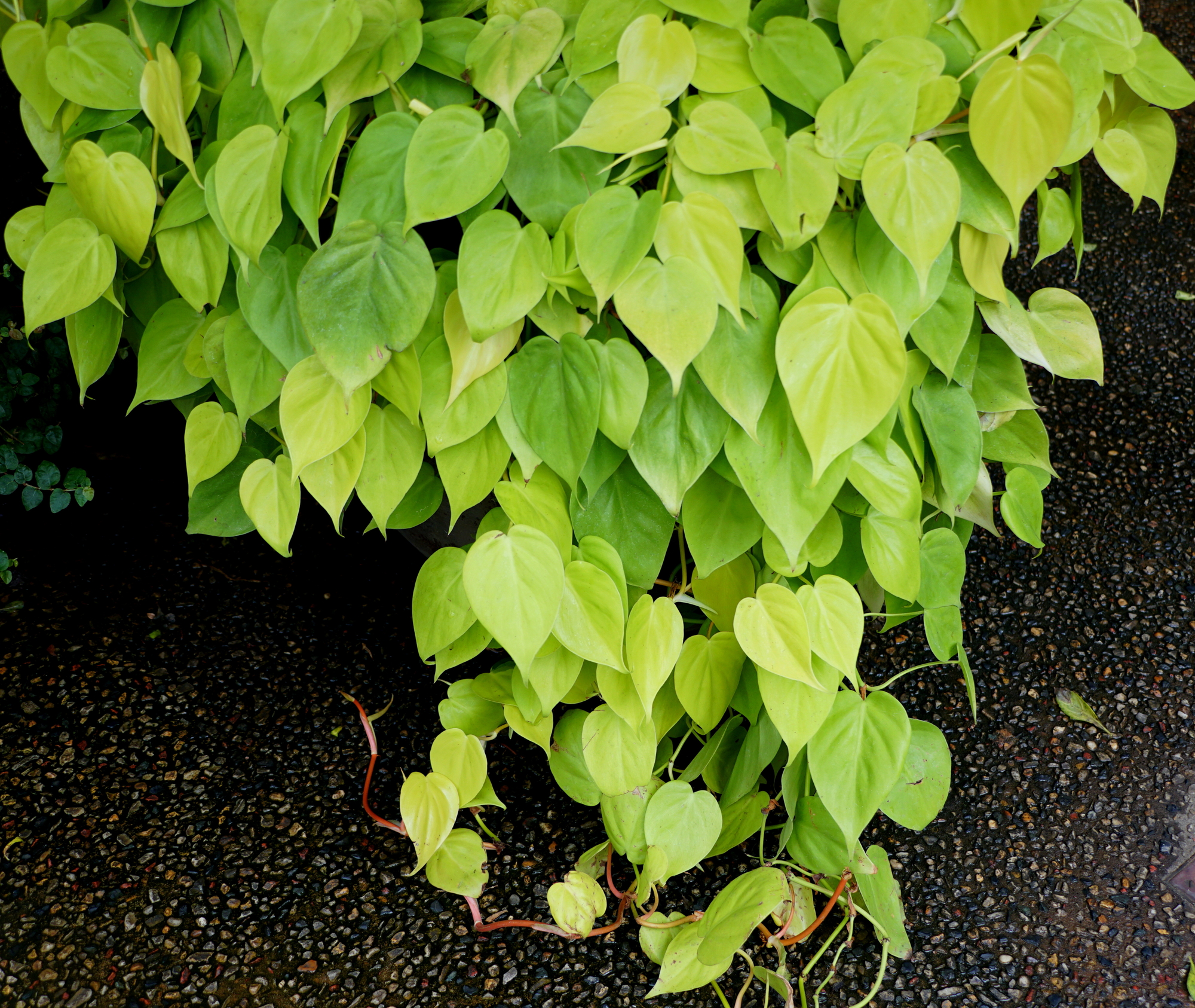 Bright lime green leaves of Philodendron Heart-leaf 'Lemon Lime'