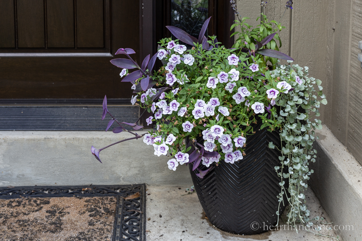 End of summer flower pot with purple tradescantia and purple calibrachoa flowers. Second image shows pot with orange mums and faux pumpkins.