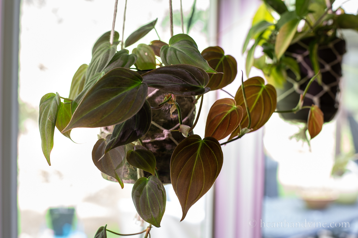 Hanging Philodendron 'Micans'