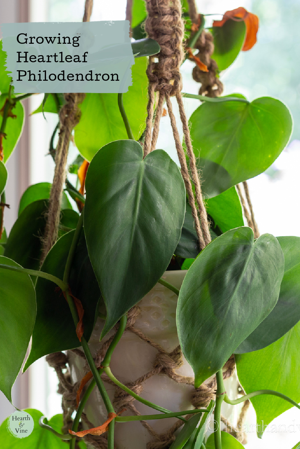 Green heartleaf Philodendron hanging in a window in a white pot.