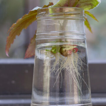 plant-roots-in-glass-water