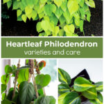 Philodendron areum over green and Brasil.