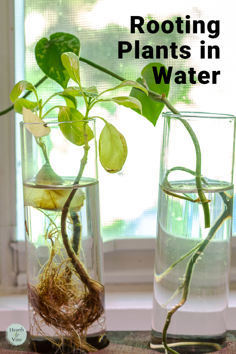 Plant cutting rooting in water in tall vases.