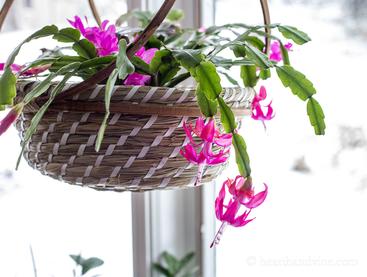 Christmas cactus in bloom in a hanging basket.